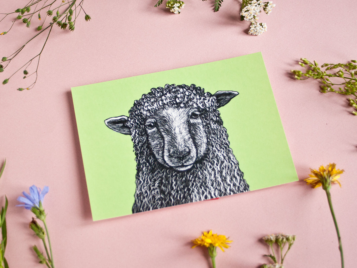 Postkarte Schaf im A6 Format