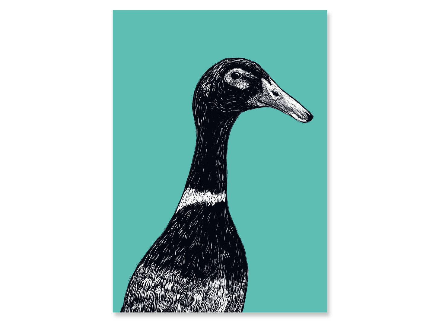 A4 Poster Laufente